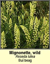 mignonette,wild (bu� beag)