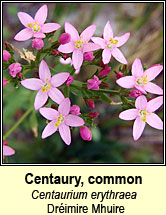 centuary (dr�imire Mhuire)