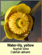 water lily,yellow (cabh�n abhann)