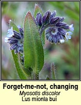 forget-me-not,changing (lus m�onla bu�)