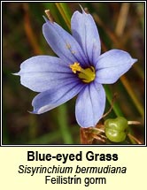 blue-eyed-grass (feilistr�n gorm)