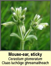 mouse-ear,sticky (cluas luch�ige ghreamaitheach)