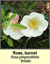 rose,burnet (briul�n)