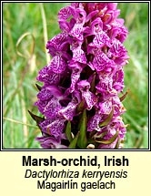 orchid,western marsh (magairl�n gaelach)
