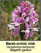 orchid,marsh,western (magairl�n gaelach)