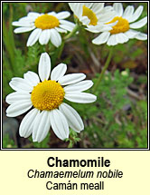 chamomile,common (cam�n meall)