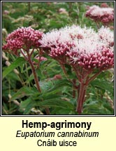 hemp-agrimony (cn�ib uisce)