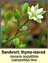 sandwort,thyme-leaved (gaineamhlus t�me)