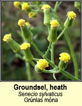 groundsel,heath (gr�nlas m�na)