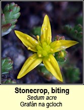 stonecrop,biting (graf�n na gcloch)