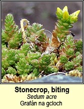 stonecrop,biting (graf�n na gcloch)