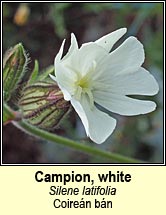 campion,white (coire�n b�n)
