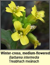 wintercress,medium-flowered (treabhach me�nach)