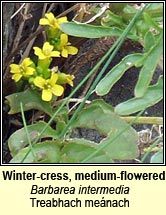 wintercress,medium-flowered (treabhach me�nach)