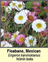fleabane,mexican (n�in�n balla)
