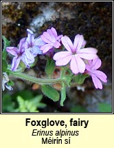 foxglove,fairy (m�ir�n si)