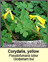 corydalis,yellow (giodairiam bu�)