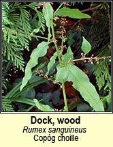 dock,wood (cop�g choille)