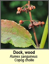 dock,wood (cop�g choille)