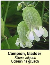 campion,bladder (coire�n na gcuach