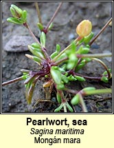 pearlwort,sea (mong�n mara)