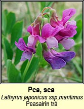 pea,sea (peasair�n tr�)