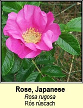 rose,japanese (r�s r�scach)