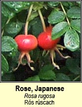 rose,japanese (r�s r�scach)