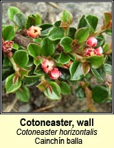 cotoneaster,wall (cainch�n balla)