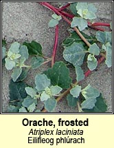 orache,frosted (eilifleog phl�rach)