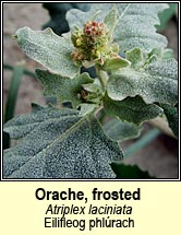 orache,frosted (eilifleog phl�rach)