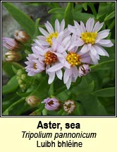 aster,sea (luibh bhl�ine)
