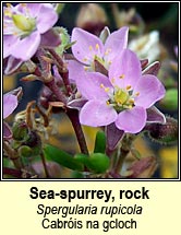 sea-spurrey,rock (cabr�is na gcloch)