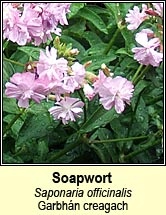 soapwort (garbh�n creagach)