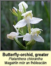 orchid,greater butterfly (magairl�n m�r an fh�ileac�in)