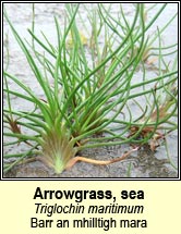 arrowgrass,sea (barr an mhilltigh mara)
