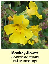 monkey-flower (bu� an bhogaigh)