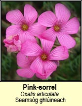 pink-sorrel (seams�g ghl�ineach)