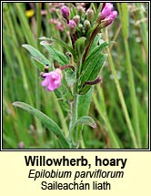 willowherb,hoary (saileach�n liath)