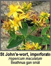 st johns-wort,imperforate (beathnua gan sm�l)