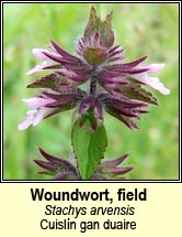 woundwort,field (cuisl�n gan duaire)