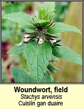 woundwort,field (cuisl�n gan duaire)
