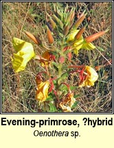 evening-primrose,large-flowered (coinneal o�che mh�r)