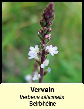 vervain (beirbh�ine)
