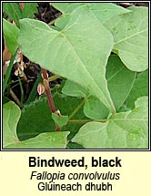 bindweed,black (gl�ineach dhubh)