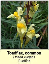 toadflax,common (buafl�on)