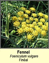 fennel (fin�al)