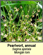 pearlwort,annual (mong�n lom)