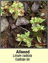 allseed (gath�n l�n)