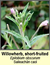 willowherb,short-fruited (saileach�n caol)